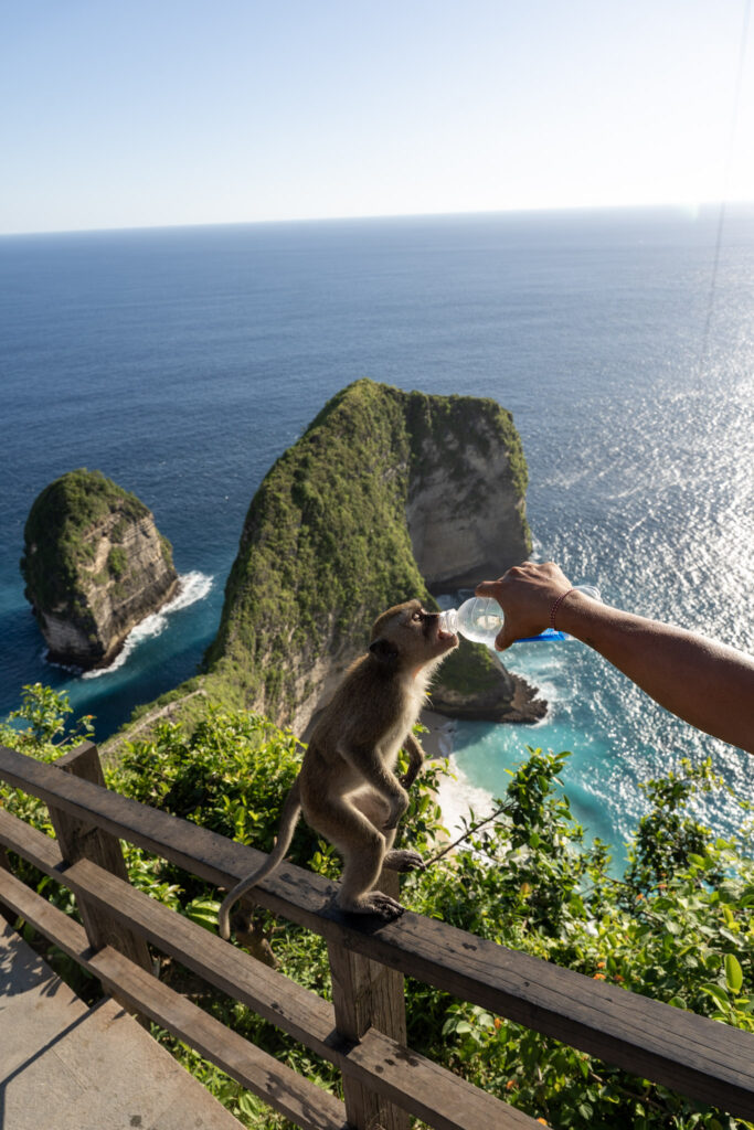 Monkey at Kelingking Beach, Nusa penida