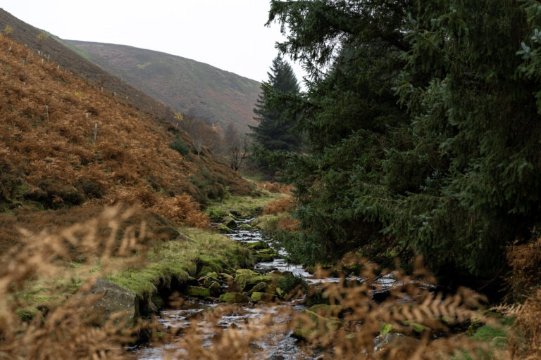 River running through Snake woodlands